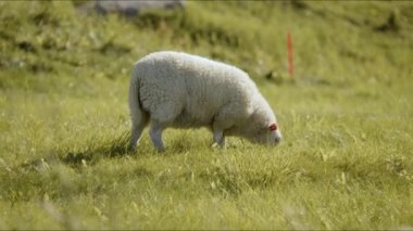 Koyunlar güneşli bir günde canlı yeşil çimlerde huzur içinde otluyor.