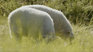 İki koyun yemyeşil bir çayırda huzur içinde otluyor, otları ve sapları kemiriyor.