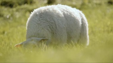 Huzurlu bir çayırda yemyeşil çimlerle beslenen yalnız bir koyunun yakın çekimi.