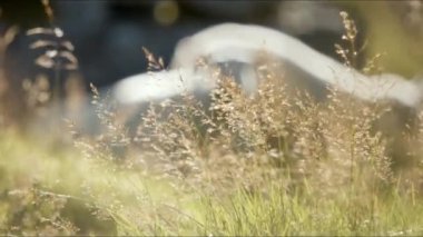 Ön planda buruşuk saç otları olan büyük kayalara yaslanmış iki koyuna odaklanan kamera.