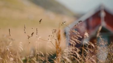 Güneşin öptüğü bir tarlada uzun, kuru otlar rüzgarın yumuşak esintisinde sallanıyor kırmızı bir ahırın bulanık zeminiyle.