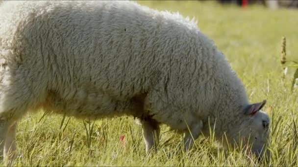在白天 两只羊在田野茂密的绿草上和平地吃草的特写镜头 — 图库视频影像