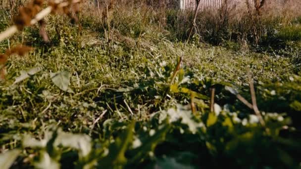 Przechył Pokazujący Starą Czerwoną Stodołę Dzikiej Trawie Tle Gór Błękitnego — Wideo stockowe