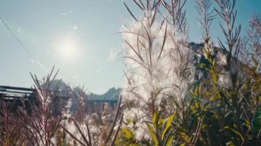 Narin yakut çekirdekleri hafif bir esintide uçar, kabarık şekilleri zarif bir şekilde dağılır ve havada sürüklenir.