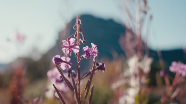 フルブルームの鮮やかな花は 鮮やかな山の背景に対して素晴らしいディスプレイを作成します — ストック動画