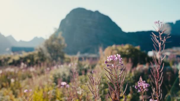 近くの山々の抱擁に囲まれた活気あふれる花の魅惑的な牧草地 — ストック動画