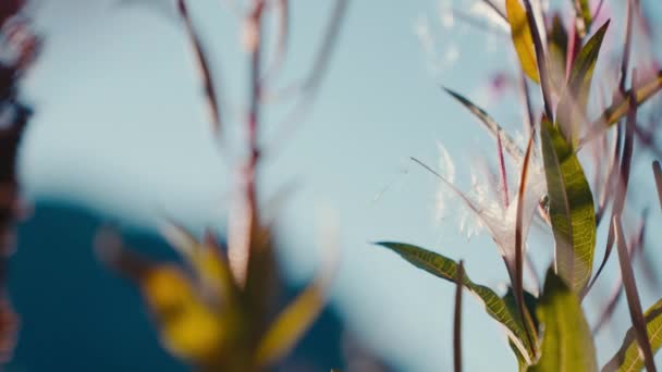 日中の穏やかな風に優雅に焼き付けられた種子を飾る — ストック動画