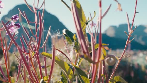 クローズアップビューは 鮮やかな山の背景に対して ファイヤードのピンク色の茎の複雑な美しさを明らかにします — ストック動画
