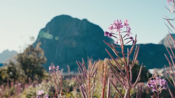 Flor Leña Contra Fondo Borroso Montaña Una Pintoresca Mezcla Vibrantes — Vídeo de stock