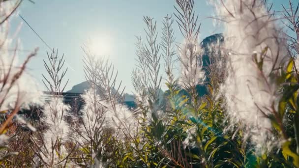 ふわふわの種子がふわふわした日焼けした植物は 暖かい風に穏やかに揺れ 日光の輝く光を受け入れる — ストック動画