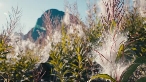 Çiçek Açtıktan Sonra Yosun Rüzgarın Kabarık Tohumlarını Taşımasını Yeni Bir — Stok video