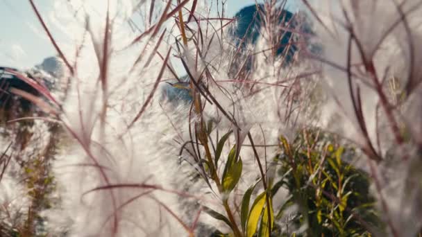 風の中で優雅に分散するふわふわの種子を備えた消火植物のクローズアップショット — ストック動画