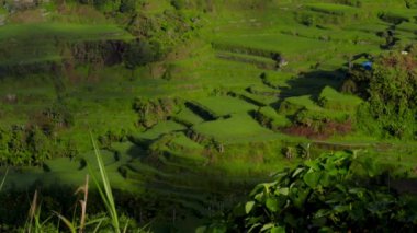 Gündüz güneşi altında, pirinç terasları gelişir ve doğal bolluklarıyla gelişir.