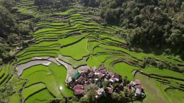 Rural Houses Intertwined Cycles Cultivation Lush Cascading Fields — Stock Video