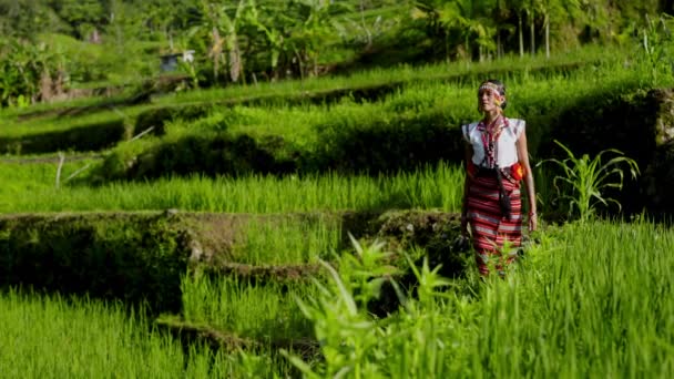 Woman Leisurely Walks Terraced Field While Dressed Traditional Clothing — Stock Video