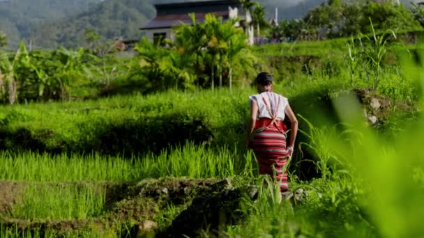 전통적인 복장을 여성은 유산을 구현하는 밭에서 산책을합니다 — 비디오