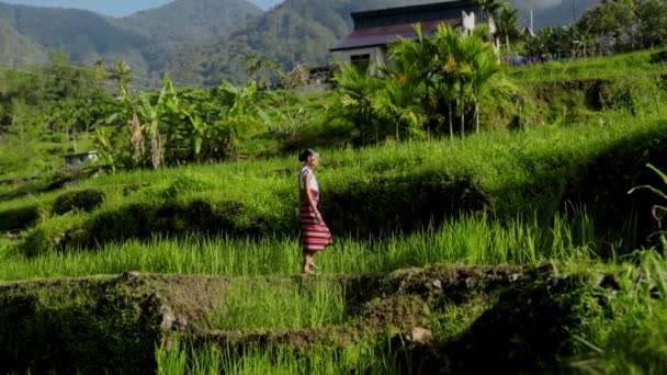一个穿着传统服装的女人走在这个美丽的周围环境中的梯田里 — 图库视频影像