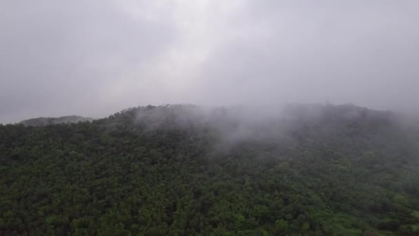 Kamera Melambung Atas Mengungkapkan Pandangan Memesona Kabut Menyelimuti Semangat Dedaunan — Stok Video