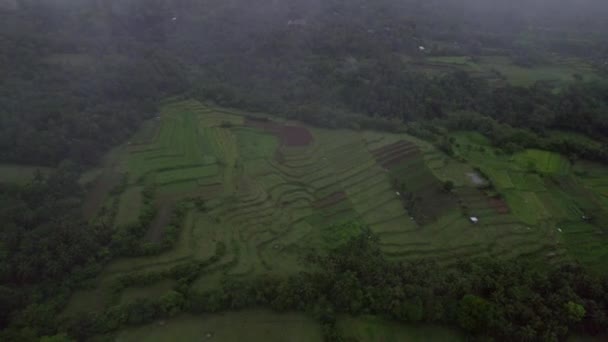 菲律宾美丽的人造稻田上 笼罩着一层淡淡的雾气 — 图库视频影像