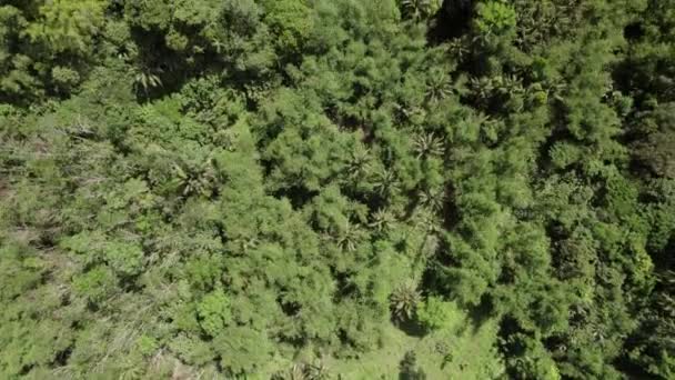 Letecký Pohled Svěží Tropickou Zeleň Filipínách Shora — Stock video