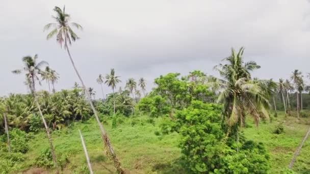 鸟雀捕捉茂密的绿叶和优雅的棕榈树 这些棕榈树点缀了观塘岛上宁静的风景 — 图库视频影像