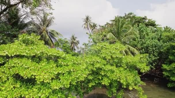 自然の緑が素晴らしい調和で繁栄するコ マック島の緑を撮影したドローン — ストック動画