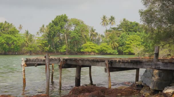 观赏植物茂密的热带乐园中 有一个木制的码头栖息在其中 — 图库视频影像