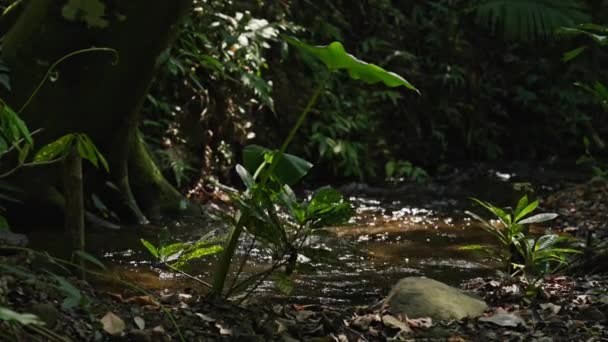 热带森林里 阳光照射在水流上 长满了树木和植物 — 图库视频影像