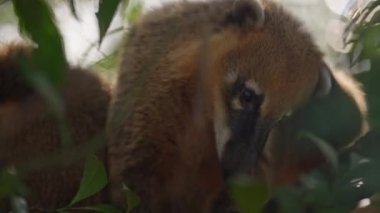 Güneş ışığının altında başını kaşıyan ağaçtaki şirin bir koati 'nin yakın çekimi.