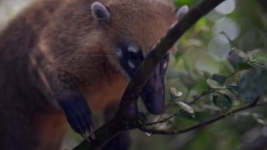 Bir koati, yağmur ormanlarındaki bir ağaçta yiyecek ararken uzun burnunu böcekleri tespit etmek için kullanır.