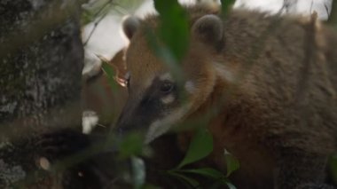 Sevimli bir koati ağaçta tünemiş etrafını merakla izliyor.