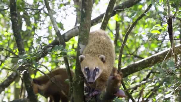 Coati Zírá Kamery Zatímco Sedí Větvi Stromu Jihoamerickém Deštném Pralese — Stock video