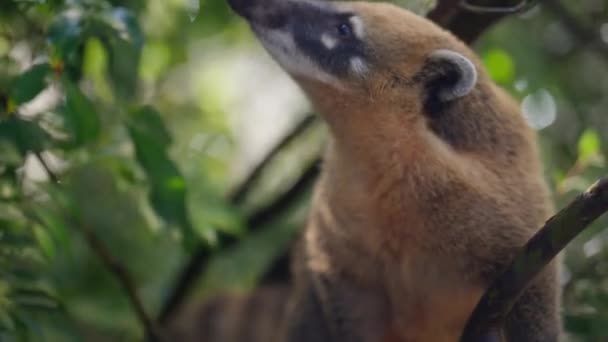 Coati Forrajea Las Hojas Árbol Busca Insectos Para Alimentarse Selva — Vídeos de Stock
