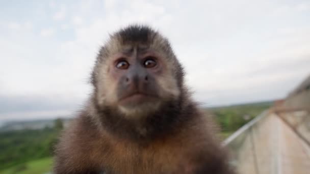 Monkey Touches Camera Lens Briefly Presses Its Mouth Climbs Glass — Stock Video