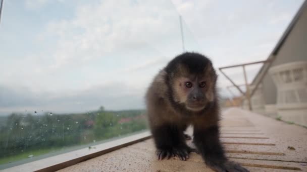 Seekor Monyet Kecil Merangkak Lantai Balkon Anehnya Menatap Dan Menyentuh — Stok Video