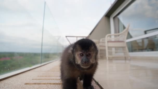 Seekor Monyet Bermain Main Balkon Merangkak Kamera Menyentuh Lensa Dan — Stok Video