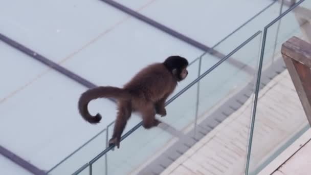 Malá Opice Prochází Skleněném Zábradlí Balkónu Zatímco Její Společník Dole — Stock video