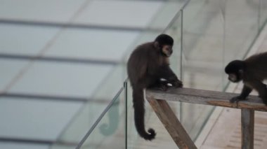 İki maymun verandanın korkuluklarına atlamadan önce tahta bir çitte emekliyor.