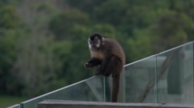 Genç bir maymun cam üzerinde tırabzan çiğniyor, kameraya dönmeden önce kısaca bakıyor.