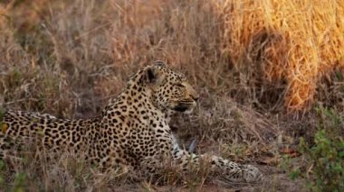 Afrikalı leopar mola verir ve savananın sakin, güneşli otlaklarında dinlenir.