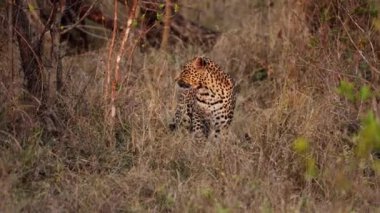 Gün batımında safaride sağ tarafına bakan bir leoparın geniş bir görüntüsü.