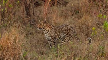 Gün batımında safaride sarı bir kelebek uçarken, kafasını sallayan bir leoparın geniş bir görüntüsü.