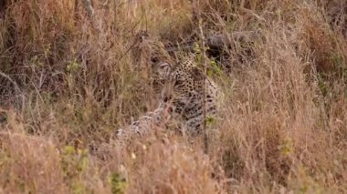 Etrafına büyük bir hevesle uyum sağlamış bir leopar çimenlerin üzerinde dinleniyor, kulakları en ince seslere tepki veriyor.