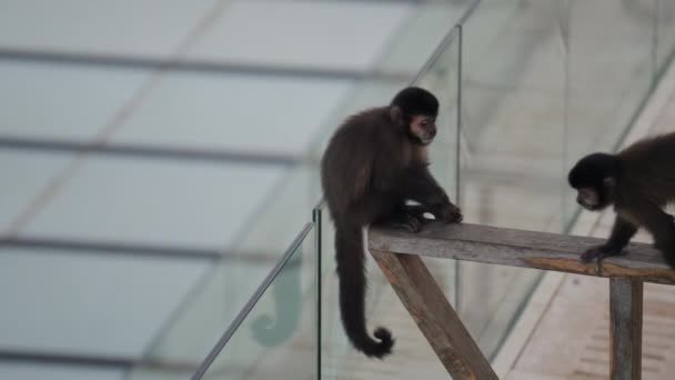 Dua Monyet Merangkak Pagar Kayu Sebelum Melompat Pagar Beranda Kaca — Stok Video