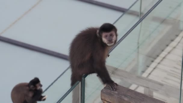 一只猴子坐在门廊的玻璃栏杆上 它的同伴在下面吃东西 — 图库视频影像