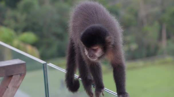 Detailní Záběr Malé Opice Sedící Skleněném Zábradlí Verandy Pozorující Okolí — Stock video