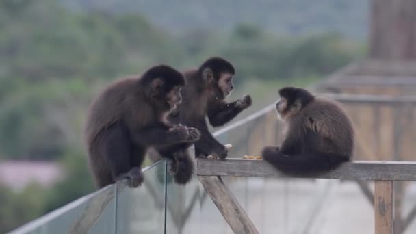Monos Posados Barandilla Cornisa Comiendo Descansando Sobre Fondo Borroso Del — Vídeos de Stock