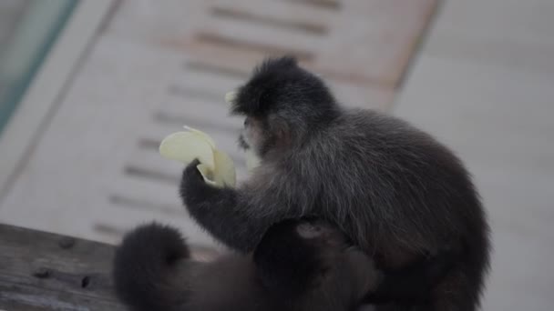 Vysoký Úhel Záběr Opice Krmení Své Dítě Při Jídle Hranolky — Stock video