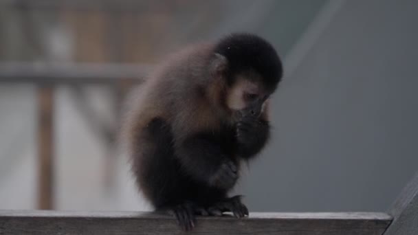 Close Infant Monkey Climbing Wooden Fence Feeding Fruit — Stock Video
