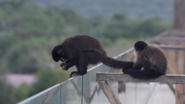 Monyet Makan Dan Beristirahat Pagar Langkan Dengan Latar Belakang Lanskap — Stok Video